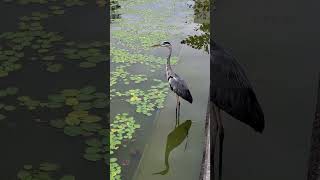 アオサギさん飛び立ち一声・鳴き声の巻き🦢