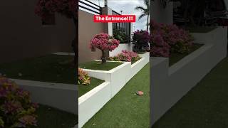 Bougainvillea Garden / Tips and tricks / grafted / Flowers Bloom / new Collection / rare / grow