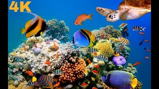 The Best 4K Aquarium for Relaxation II 🐠 Relaxing Oceanscapes   Sleep Meditation 4K UHD Screensaver