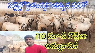 పల్లెల్లో రైతు దగ్గర తక్కువ ధరలో 110 సూడి గొర్రెలు అమ్మకానికి (వెంకీ 6305662856) 2-2-2025