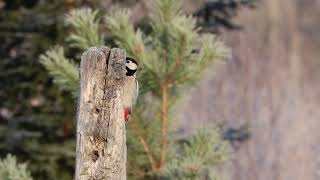 Didysis margasis genys (Dendrocopos major - Большой пёстрый дятел )