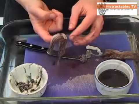 How to Harvest Squid Ink How to Harvest Squid Ink