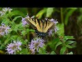 beautiful butterflies of tennesee