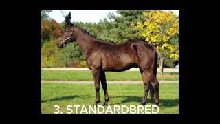 my top 3 horse breeds, the first Standardbred is a horse I was leasing