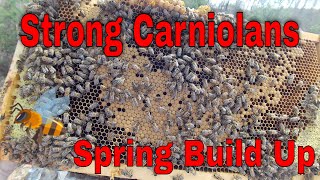 Beekeeping carniolan honey bees spring build up game is strong