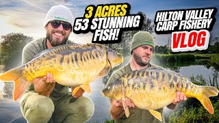 48-Hour Summer Carp Fishing Session 2022 at Hilton Valley Carp Fishery Essex!
