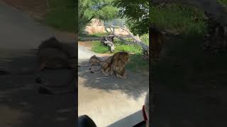 there are gays among the lions?🦁🌈  #dog #pet #pets  #animals #funny #funnyvideo #funnyshorts