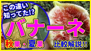 【イチジク 】世界最大のいちじく バナーネの秋果・夏果の違い知ってますか？育て方と収穫時期について（ロングドゥート）