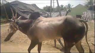 Good quality pure Hallikar breed 👑 stud bull 👑 Ajjanahalli Golarahati bull.