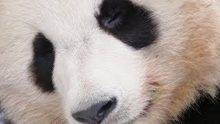 衝撃！結浜が落ちちゃった！その後、木に登ってかいーの・・・🐼