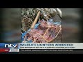 Kilifi: 3 people arrested, over 100 butchered Dik Diks and antelopes recovered