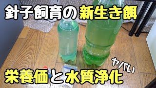 ゾウリムシに代わる新たな生き餌の浄化能力と栄養価が凄かった【メダカ】