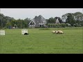 oscar murguia murguia nara 2017 world sheepdog trials. semi finals