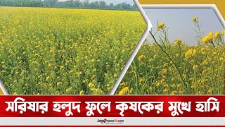 ফরিদপুরে সরিষার হলুদ ফুলে কৃষকের মুখে হাসি || Jago News