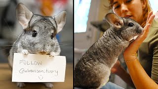 Maya gets OVERWHELMED by the chinchillas at Alveus