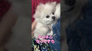 【ポメラニアン】   ペットショップでお買い物       人気者のアルトくん🐶✨️      #(愛犬)#(ポメラニアンのいる暮らし)