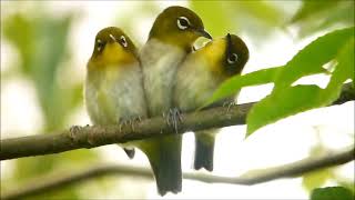 こんなにハッピー！ happy! mejiro - Japanese White-eye