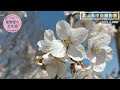 【植物園の花見旅】富山県中央植物園から『桜博士が発見！越の冬桜』が開花！全国植物園をつなぐオンラインお花見リレー🌸　 植物園の花見旅 桜前線2022 shorts