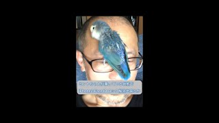 iPhoneのFace ID ロック解除出来るか 【おじいちゃんインコ　ミント】#shorts