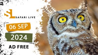 Piercing eagle owl eyes - SafariLIVE Sunset - 06 September 2024 - AD FREE