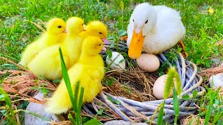 Baby ducks ducklings in the pool, a home pig