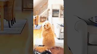Funniest Ghost Prank On Dogs 😆 Try Not To Laugh 😂 | Animals Life #youtubeshorts #shorts