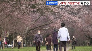 「結構、咲いていたので、来てよかった」　「しずない桜まつり」が前倒しで開幕　二十間道路に2200本　北海道新ひだか町