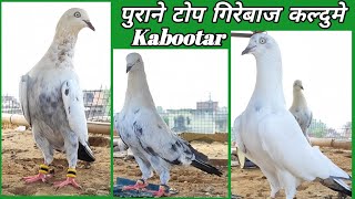 Sambhal Wale Kaldume Kabootar !! अब कहाँ मिलते हैं देखने को !!  Arshad idrisi pigeon