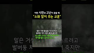 어떤 시련과 고난이 왔을 때ㅣ소와 말이 주는 교훈ㅣ우생마사ㅣ 동물에게 배우는 인생 지혜 #shorts