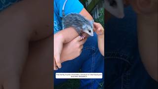 This family found a lost baby opossum in their backyard and then adopted it #animalshorts