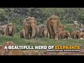 Top 10 elephants herd in sri lanka 2023 | pinnawala elephant orphanage