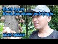 Buah Kepel (burahol)