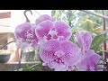 ഇകൊല്ലത്തെ മൊട്ടുകൾ വന്നുതുടങ്ങി phalaenopsis orchids orchid garden