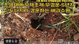 (원본)초생재배 무제초제 무경운 5년차 두더지가 경운하는 배과수원 - 어쩌다생물도감