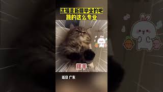 这猫是新疆的吗 跳的这么专业 #神操作 #萌宠