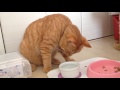 茶トラ猫「ひろし」飽きずに氷チョンチョン↑ これ不思議ニャ〜 tabby cat hiroshi playing with ice