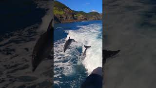 Enjoy Jumping Dolphins at the Cruise to the Hole in the Rock, Paihia #dolphin #wildlife