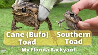 Difference between Cane Toad and Southern Toad #SouthFlorida