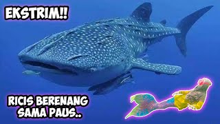 Download Mp3 VIDEO TER EKSTRIM Ricis Berenang Sama Paus Jangan Ditiru