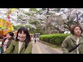 cherry blossom in omiya park 大宮公園花見