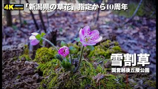 雪割草 「新潟県の草花」指定から今年で10周年 越後丘陵公園 4K AQUOS 2018.03.17 撮影