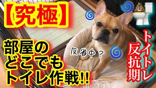 【究極】愛犬が反抗期でオシッコ失敗が連続…ママが部屋を全部トイレにしてしまう作戦を決行！トイトレ成功なるか！？反省したフリをする子犬がかわいい【フレンチブルドッグ 】【フレブル】