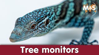 Tree monitors | yellow, green, black, blue