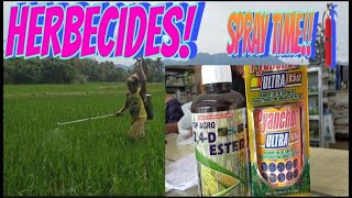 MABISANG PAMATAY DAMO|HERBECIDES NA AMING GINAMIT 21 DAYS PAGKATAPOS ITANIM ANG MGA PALAY||SIRCUTETV