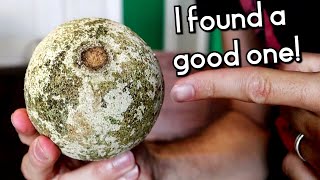 WOOD APPLE - I finally found a good one and it tastes... special.