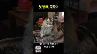 고양이 꾹꾹이 하는 이유는??