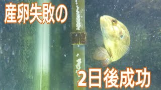 2018年5月28日  オヤニラミ産卵失敗２日後  成功