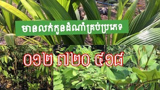 លក់កូនដំណាំគ្រប់ប្រភេទ ០៦៩ ៨៧ ៤៥ ៦៣