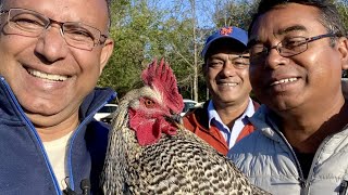 একটি ফেরারী খাসী ও রাতা মোরগ || American Farmer's Animal auction || আমেরিকান কৃষকের পশু, পাখি নিলাম।