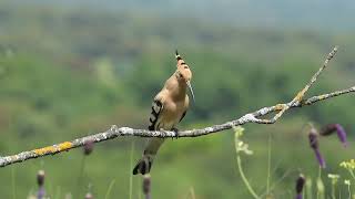 CREAZY MOMENTS OF NATURAL...... খুব সুন্দর প্রকৃতির দৃশ‍্য.